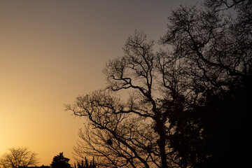 Silhouette of the treetops at sunset in Cambados