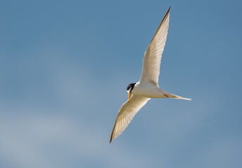 Naklejka premium A Least Tern Soaring above the Ocean Water Along the Coastline