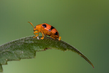 Coccinellidae is a widespread family of small beetles. They are commonly known as ladybugs

