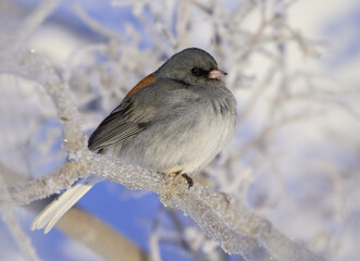 Dark-eyed Junco (Gray-headed) Perched on a Frosty Tree Branch on a Cold Winter Morning