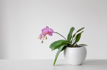purple tiger orchid in flowerpot on white background
