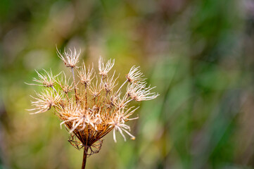 An atmospheric photo with autumnal dry plant in the sunlight.
