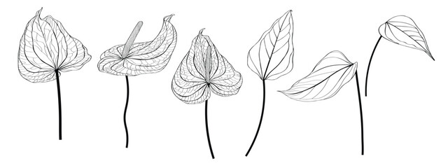 Big set of vector handdrawn Anthurium (a.k.a. Tailflower, Flamingo Flower) leaves on white background. - 740929172