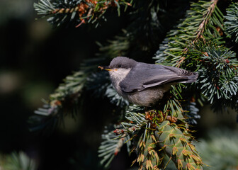 A Pygmy Nuthatch finds a Snack in an Evergreen Tree