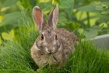 A Cute Cottontail Rabbit Eating Grass