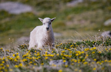 Adorable Mountain Goat Kid Grazing in an Alpine Meadow
