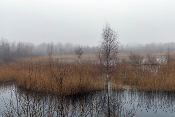 A lake in a field with trees, creating a picturesque natural landscape
