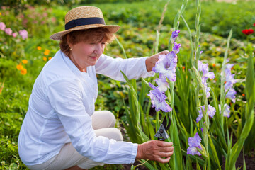 Senior flower farmer picks fresh gladiolus in summer garden. Cut flowers harvest. Woman enjoys growing plants