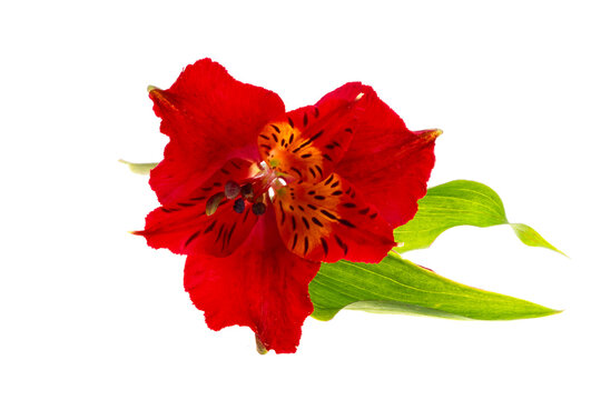 red alstroemeria isolated