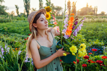 Woman gardener picking gladiolus dahlias in bucket with water. Harvest in summer garden at sunset....