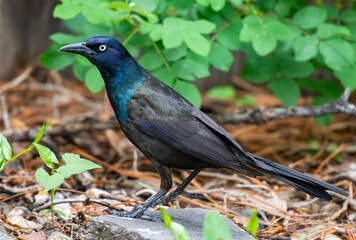 Pretty Common Grackle and Its Iridescent Feathers