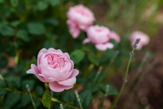 Pink Queen of Sweden rose blooming in summer garden by lavender. Double nostalgic flower grow on border