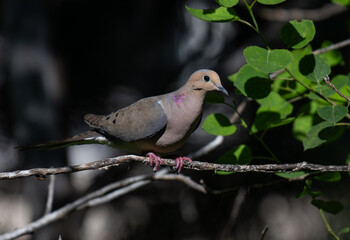 Beautiful Mourning Dove with Iridescent Feathers Perched in a Tree