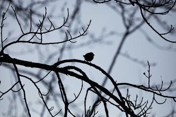 ritratto in primo piano di un piccolo uccellino, visto in controluce, mentre se ne sta posato sul...