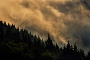 Incredibly beautiful sunrise in the mountains. Coniferous trees in the fog and the rays of the sun through the foggy forest.
