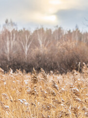 Obraz premium Winter landscape across fields with frosty grass and bog frozen over with trees on horizon
