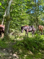 wild horses in the forest