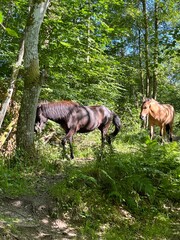 Obraz na płótnie Canvas wild horses in the forest