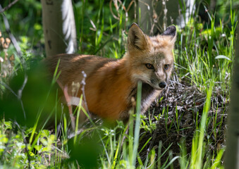 Naklejka na ściany i meble Red Fox Kit Roaming the Forest