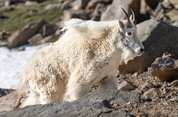Mountain Goat Adult Wandering atop the Rocky Mountains