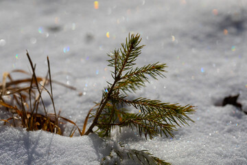 vista macro di un piccolissimo e verde albero di conifere, che cresce in mezzo alla neve, illuminato dalla luce del sole, di giorno, in inverno - obrazy, fototapety, plakaty