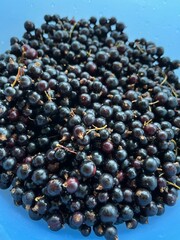 blueberries in a bowl