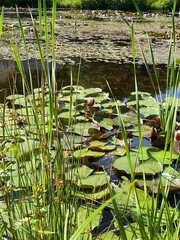 lilies in the pond