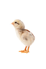 Cute little chicken isolated on white background, easter concept.