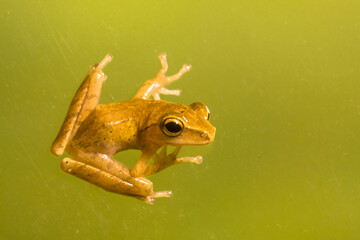 Polypedates leucomystax is a species in the shrub frog family Rhacophoridae. It is known under...