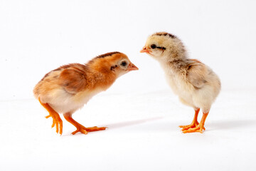 Cute little chicken isolated on white background, easter concept.