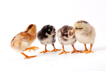 Cute little chicken isolated on white background, easter concept.