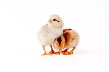 Cute little chicken isolated on white background, easter concept.