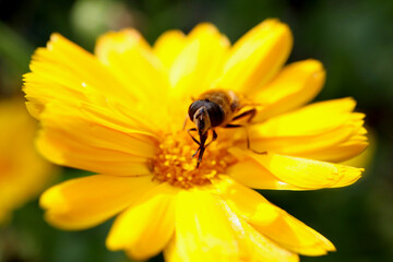 Close-up of a hoverfly cleaning its proboscis and sitting on a yellow-orange flower