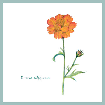 Watercolor postcard Sulfur Cosmos, Yellow Cosmos stock vector illustration for web, botanical illustration for print, yellow flower, green leaves