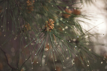 wet coniferous trees with shiny drops. wet leaves of a pine tree with blurry green background. Close-up of rain drops on a pine tree branch. Blurred background. Moody atmosphere of a rainy day. - Powered by Adobe