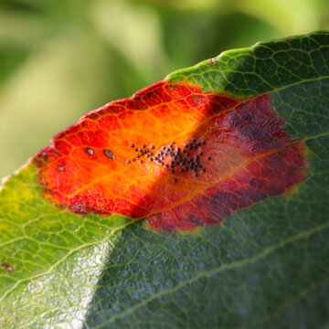 Close up of a pear leaf that is infected with Gymnosporangium sabinae (European pear rust) 
