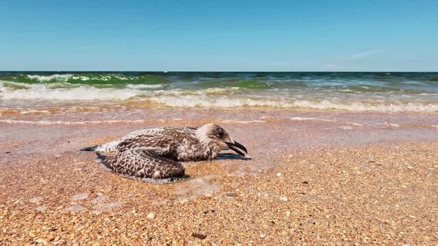 Poisoned water in the sea. Dying seagull on the sandy seashore. Close-up. The problem of environmental pollution. Ecological catastrophy. No people. 4k footage