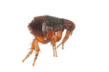 Flea on a white background close-up. A troublesome parasite of domestic animals and humans. A...