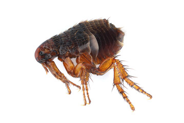 Flea on a white background close-up. A troublesome parasite of domestic animals and humans. A...