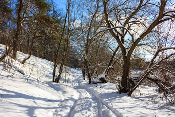 Pedestrian path going through a snowy area in nature