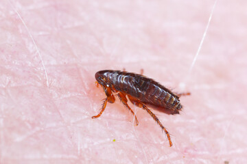 A flea biting on the skin of human hand, drinking blood. A nuisance parasite of domestic animals and humans. A carrier of disease-causing microorganisms