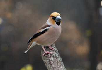 Bird perching on branch of tree. Hawfinch (Coccothraustes coccothraustes)