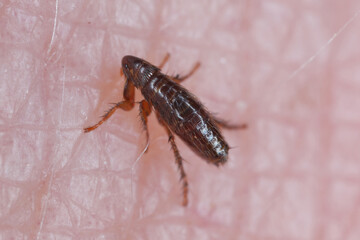 A flea biting on the skin of human hand, drinking blood. A nuisance parasite of domestic animals and humans. A carrier of disease-causing microorganisms