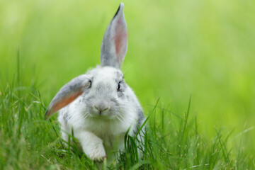 Little rabbit sitting in grass in a park. Bunny over green background. Summer time