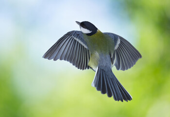 Bird flying on colorful background. The great tit (Parus major)