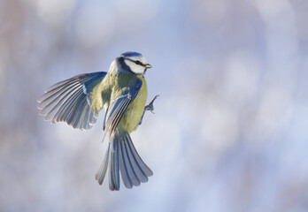 Fototapete bei efototapeten.de bestellen   