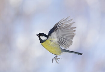 Bird flying on colorful background. The great tit (Parus major)