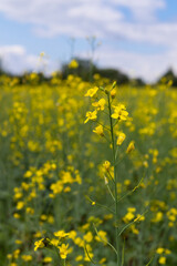 rapeseed field