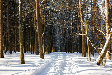 Driving through a snowy forest park, winter nature
