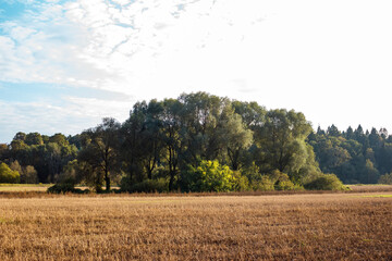 Landscape with a view of a group of trees growing on a mown agricultural field after harvesting